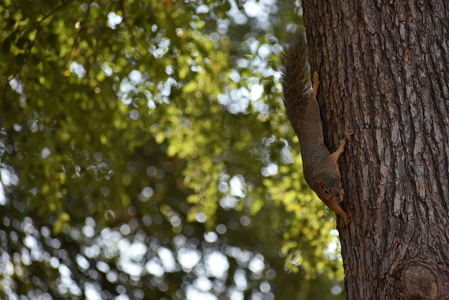 邱彪谈陈林坚首秀三分5中5：他的投篮对于我们非常重要